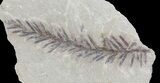 Metasequoia (Dawn Redwood) Fossil - Montana #62302-1